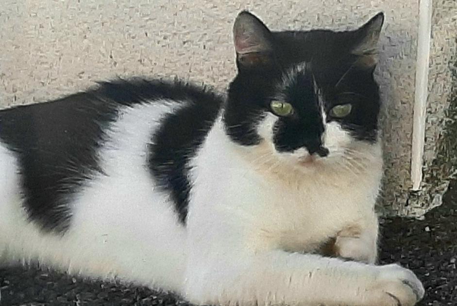 Alerte Disparition Chat croisement Mâle , 2 ans Toulouse France