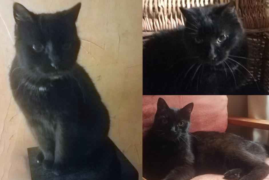 Alerte Disparition Chat Femelle , 16 ans Marigny-en-Orxois France