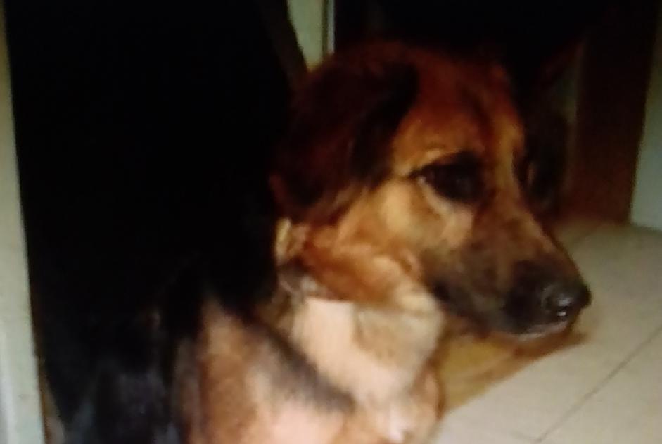 Alerte Disparition Chien croisement Femelle , 6 ans Sorgues France