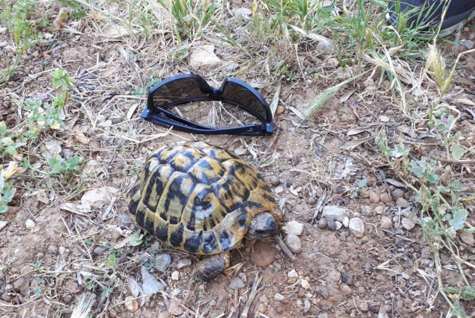 Alerte Disparition Tortue Mâle , 2024 ans Mougins France