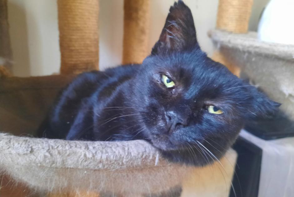 Avviso scomparsa Gatto Maschio , 7 anni Agnetz Francia