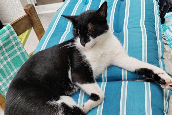 Avviso scomparsa Gatto  Maschio , 3 anni Morestel Francia