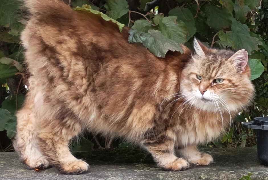 Avviso Ritrovamento Gatto Non conosciuta Grenoble Francia