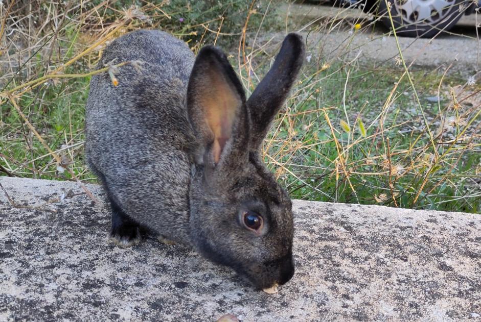 Alerta descoberta Coelho Desconhecido Avignon France