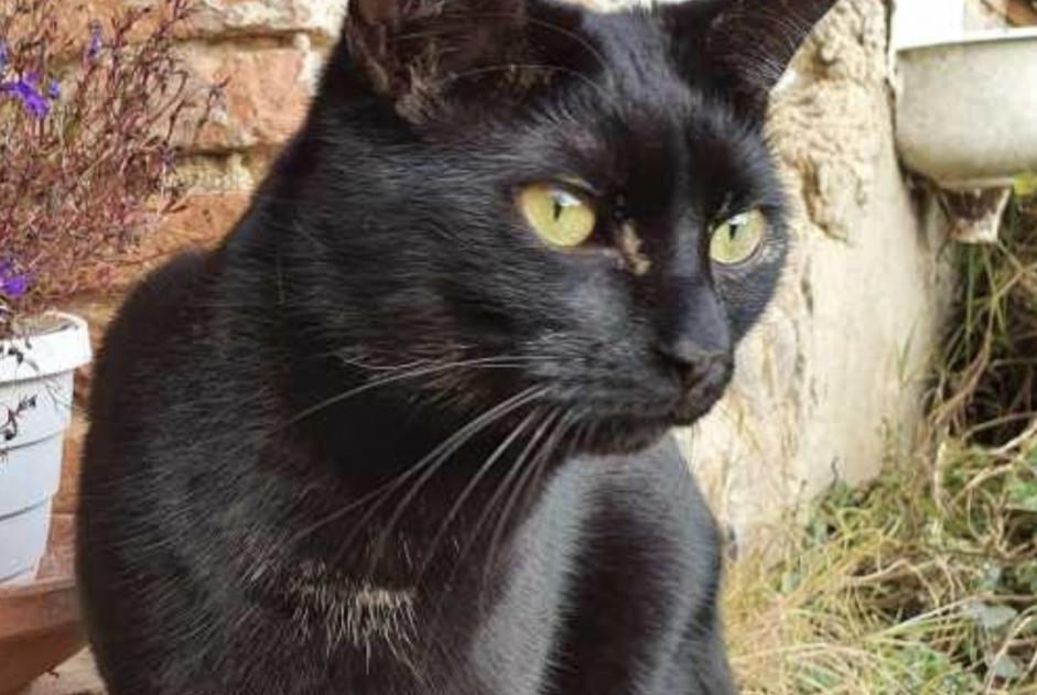 Alerta desaparecimento Gato Macho , 4 anos Guignen France