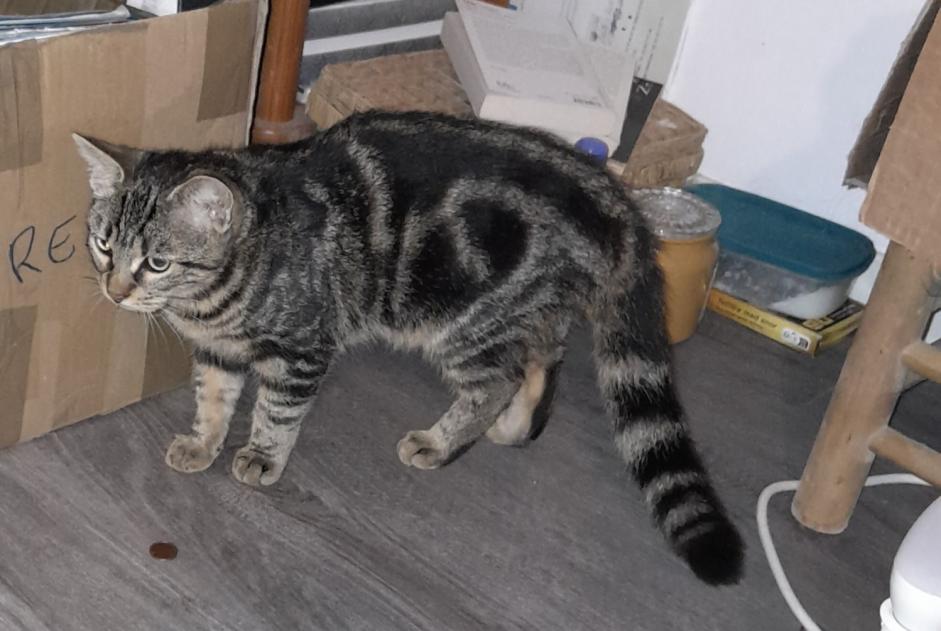 Alerta descoberta Gato Desconhecido Le Mans France