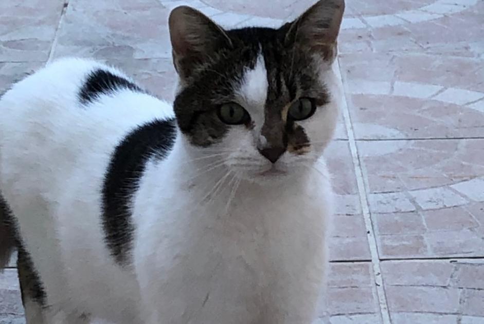 Alerta descoberta Gato  Macho Saint-Quentin France